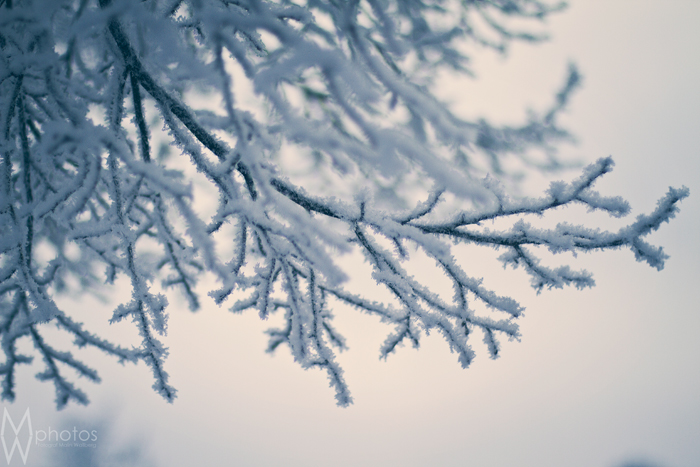 winter_2013_tree_1_webben